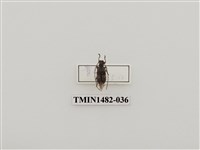 藏品(天牛科(一)台灣)的圖片